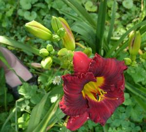 Little Red Bantam (Smith, 2009)